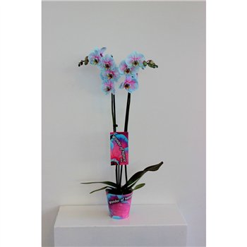 Orhideja Phalaenopsis wonder of nature Wonder Nature 2 takbl  stems plnt 70cm 12cm Q4629