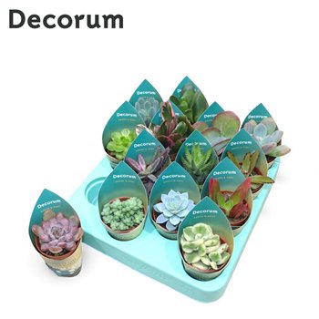 Sukulente mix Mix (14spc ) (decorum)1 pp 15cm 5.5cm Q4072