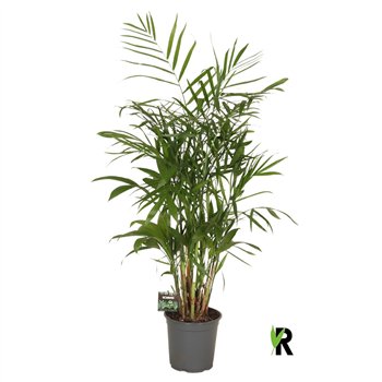 Chameadorea seifrizii Chamaedorea Seifrizii 1 pp 120cm 21cm Q1358