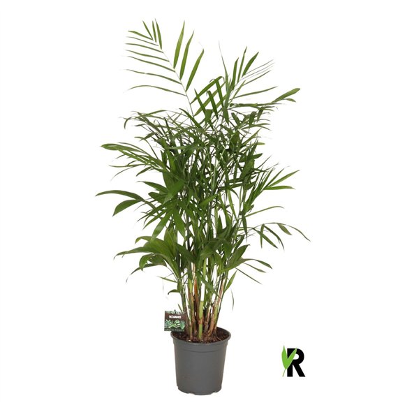 Chameadorea seifrizii Chamaedorea Seifrizii 1 pp 120cm 21cm Q1358