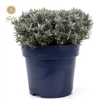 Lavandula angustifolia felice ang  Felice Premium Provence® P27 40cm 27cm Q2705