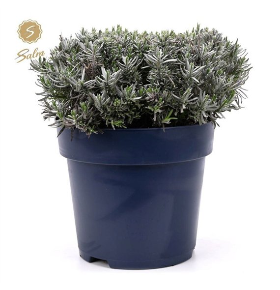 Lavandula angustifolia felice ang  Felice Premium Provence® P27 40cm 27cm Q2705