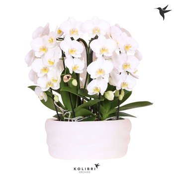 Orhideja Phalaenopsis elegant cascade Kolibri Orchids Mono Bouquet Niagara Fall white 6 spike in dish whi 45cm 28cm Q3294