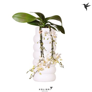 Orhideja Phalaenopsis multiflora wit Kolibri Orchids Victoria fall in Bubble white50 fl  4 stems plnt 40cm 9cm Q3373