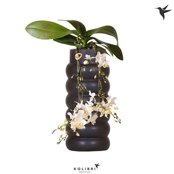 Orhideja Phalaenopsis multiflora wit Kolibri Orchids Victoria Fall in Bubble fall black50 fl  4 stems plnt 40cm 9cm Q3374