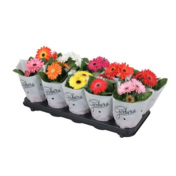 Gerbera mix belicht 2+basic in frosted sleeve kort 2 fl  500 20cm 12cm Q2187
