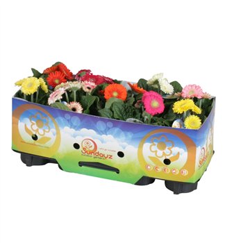 Gerbera sundayz mix belicht 12cm 2+fl with kraag 2 fl  500 25cm 12cm Q2191