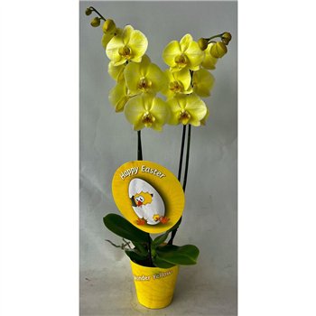 Orhideja Phalaenopsis Pasen 2 stems 18 fl  plnt 70-80cm 12cm Q3410