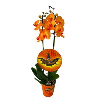 Orhideja Phalaenopsis Halloween 2 stems 18 fl  plnt 70cm 12cm Q3433