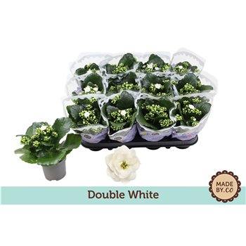 Kalanhoja bloss  menzel Kalanchoë Double Whitepp 19cm 9cm Q2535