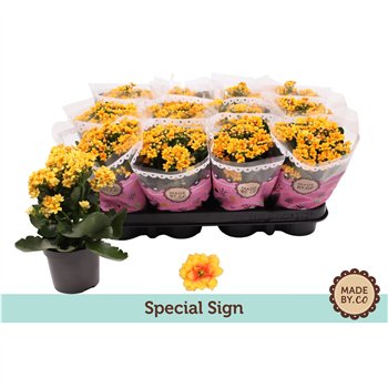 Kalanhoja bloss  signal yellow-red Kalanchoë Special Signpp 19cm 9cm Q2537