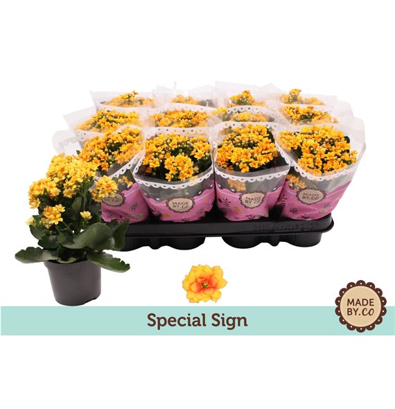 Kalanhoja bloss  signal yellow-red Kalanchoë Special Signpp 19cm 9cm Q2537