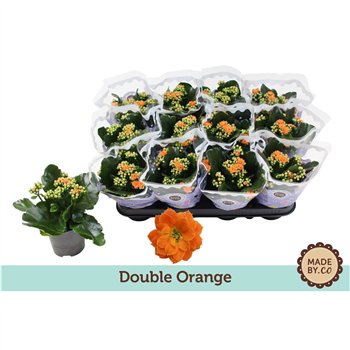 Kalanhoja bloss  demeter orange Kalanchoë Double Orangepp 19cm 9cm Q2538