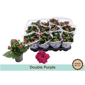 Kalanhoja bloss  rosalina geraldo purple Kalanchoë Double Purplepp 19cm 9cm Q2546
