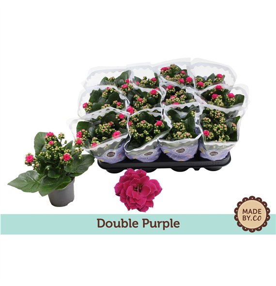 Kalanhoja bloss  rosalina geraldo purple Kalanchoë Double Purplepp 19cm 9cm Q2546