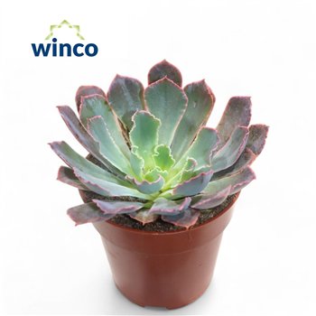 Echeveria Neonbreakeroverige fl 15cm 8.5cm Q978