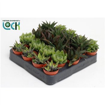 Haworthia mix 10cm 5.5cm Q866