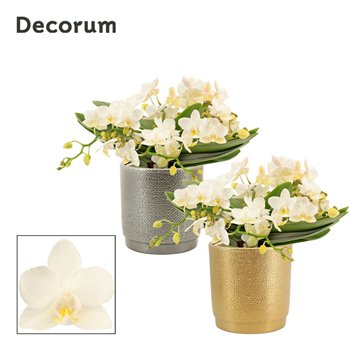Orhideja Phalaenopsis Anthura Nazare Table Whitney 4+ stems in Gabriël (Deco-collection) 20 fl  4 plnt 25cm 12cm Q3384