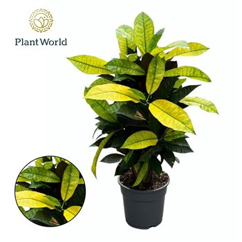 Kroton variegatum mrs iceton Croton Mrs  Iceton branched 1 pp 60cm 17cm Q2161