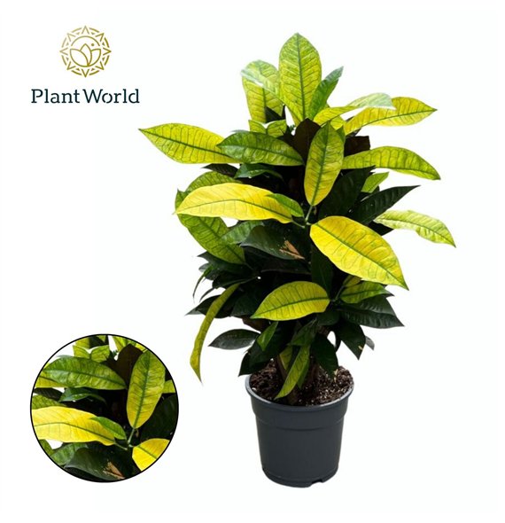 Kroton variegatum mrs iceton Croton Mrs  Iceton branched 1 pp 60cm 17cm Q2161