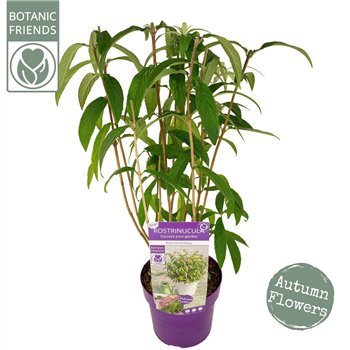 Heesters Rostrinucula Dependens 60cm 19cm Q2891