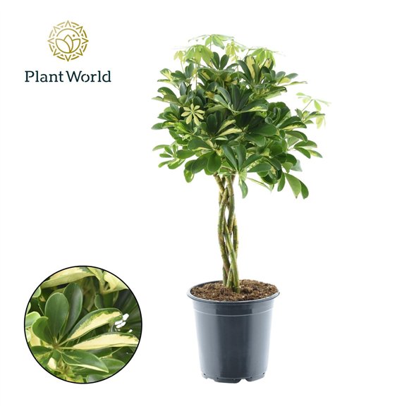 Šeflera arboricola gold capella Gold Capella braided stem 4 pp 75cm 21cm Q5047