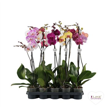 Orhideja Phalaenopsis mix - 1 stems 80cm (Quattro)9 fl  plnt 75cm 12cm Q3794