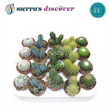 Kaktus mix Sierras® - Santiago Mix (Deluxe)1 pp 12cm 5.5cm Q818