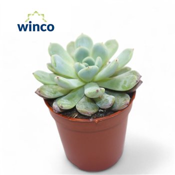 Echeveria Baena1 fl 8cm 5.5cm Q1115