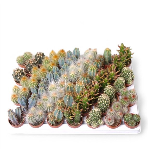 Kaktus mix Mini Mix 8cm 3cm Q785