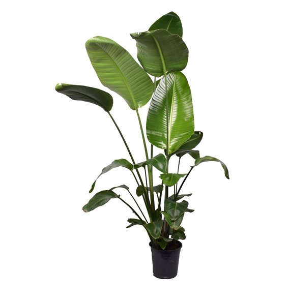 Strelicija nicolai Nicolai 3 PP (without flower) P24 160-180cm without flower fl 160cm 24cm Q5340