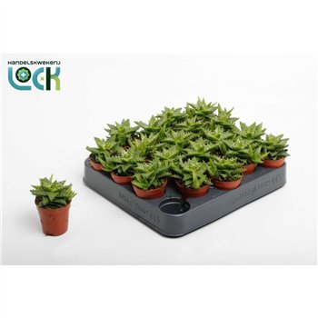 Aloe squarrosa Aloë Squarosa 10cm 5.5cm Q204