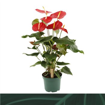Anthurium andr  idaho Idaho 17cm6 fl 65cm 17cm Q386