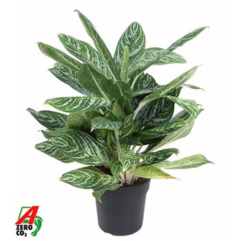Aglaonema Golden Madonna3 pp 60cm 24cm Q159