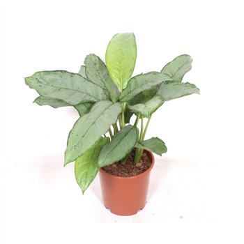 Aglaonema b j  freedman Freedman2 pp 80cm 24cm Q181