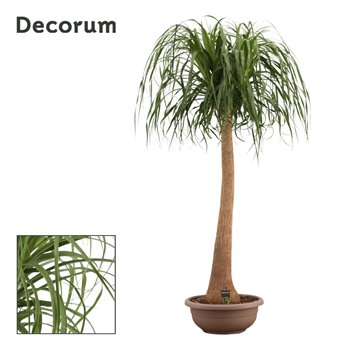 Nolina Beaucarnea recurvata straight 45cm Compact Decorum 170cm 45cm Q691