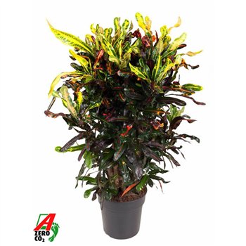 Kroton variegatum mammi Mammi branched P27pp 110cm 27cm Q1262