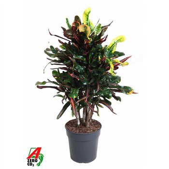 Kroton variegatum mammi Mammi branched P24pp 90cm 24cm Q1263