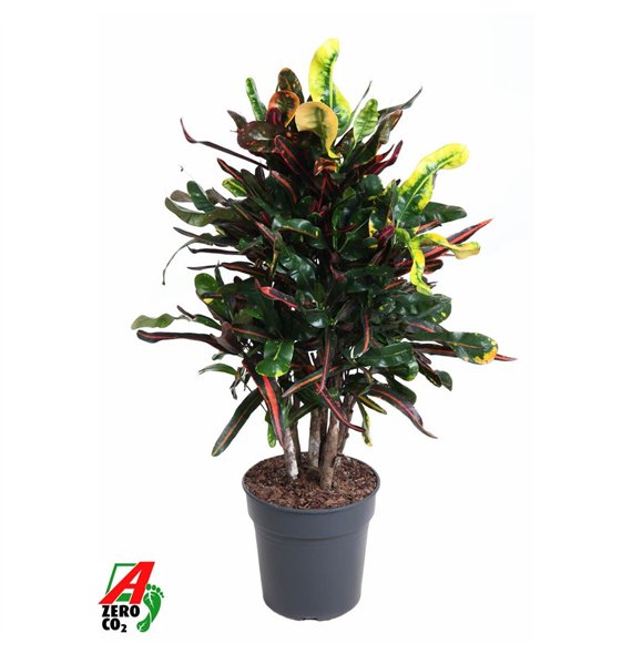 Kroton variegatum mammi Mammi branched P24pp 90cm 24cm Q1263