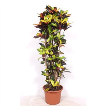 Kroton variegatum mrs iceton Iceton (Croton Iceton)pp 170cm 40cm Q1264