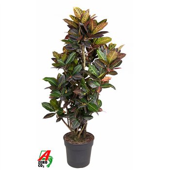 Kroton variegata petra Petra branched P34-160pp 170cm 34cm Q1269
