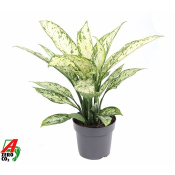Dieffenbachia vesuvius Vesuvius P19 3 pp 60cm 19cm Q1451