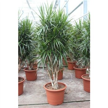 Dracena marginata marginata1 pp 220cm 50cm Q1458