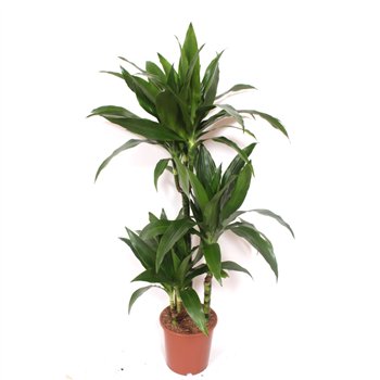 Dracena fragr  janet craig Janet Craig3 pp 120cm 21cm Q1505