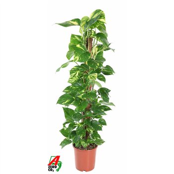 Epipremnum pinnatum mosstok Pinnatum P24 5 pp 120cm 24cm Q1647