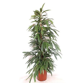 Fikus binnendijkii amstel king Amstel King4 pp 135cm 27cm Q1702