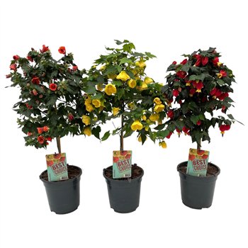 Abutilon mix 75cm 19cm Q1857