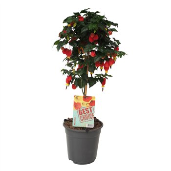 Abutilon big bell 75cm 19cm Q1858