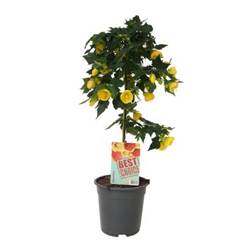 Abutilon Geel (Julia) 75cm 19cm Q1863