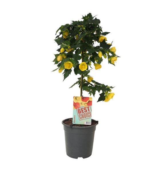 Abutilon Geel (Julia) 75cm 19cm Q1863